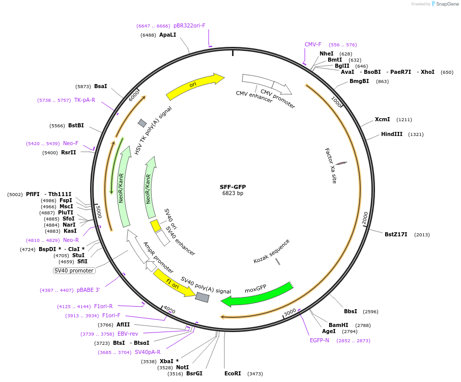 163657-plasmid-map-sequence-id-322784
