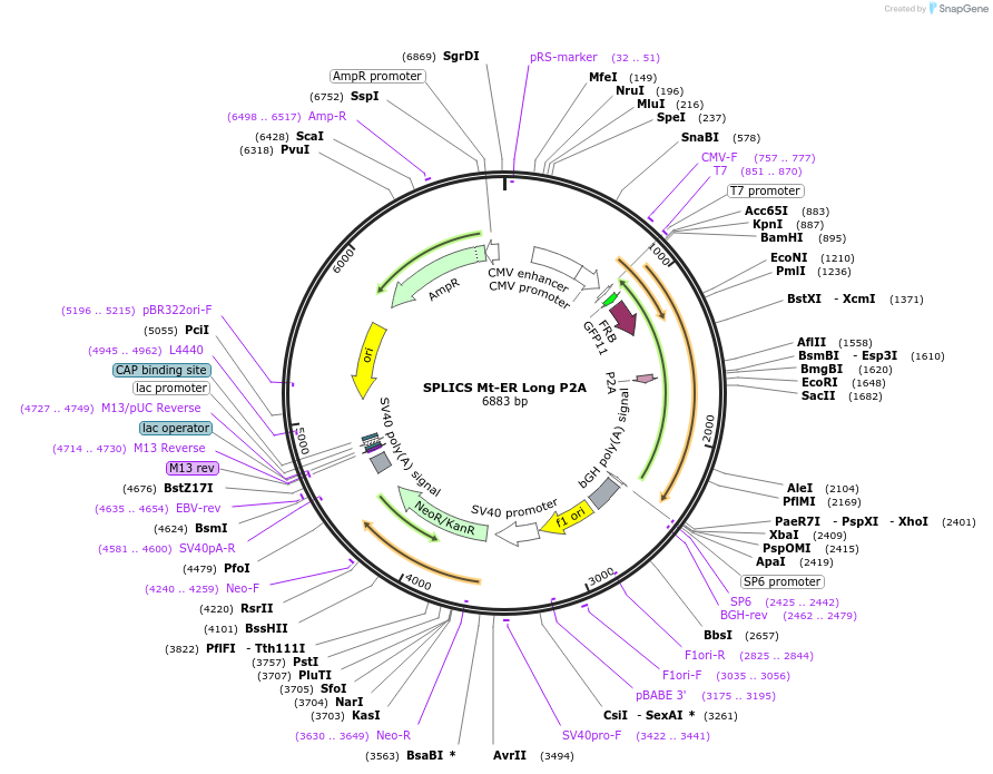 164107-plasmid-map-sequence-id-322785