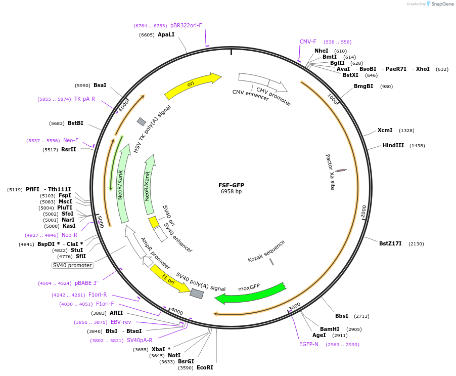163658-plasmid-map-sequence-id-322789