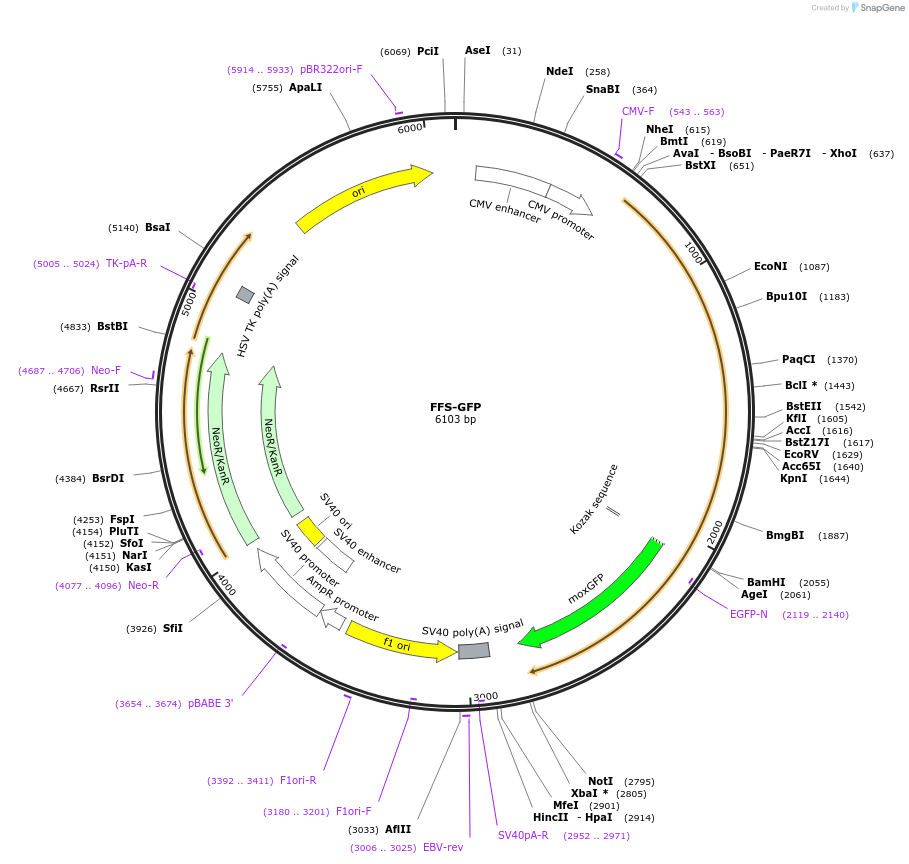 163659-plasmid-map-sequence-id-322790