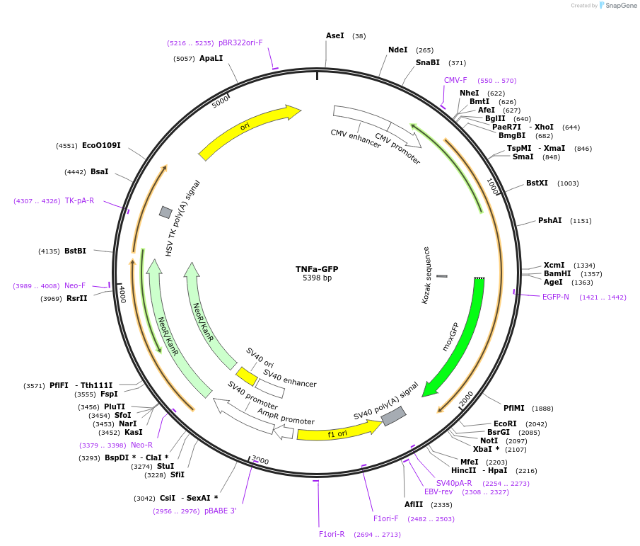 163660-plasmid-map-sequence-id-322791