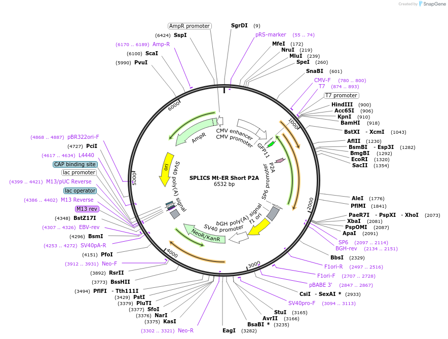 164108-plasmid-map-sequence-id-322794