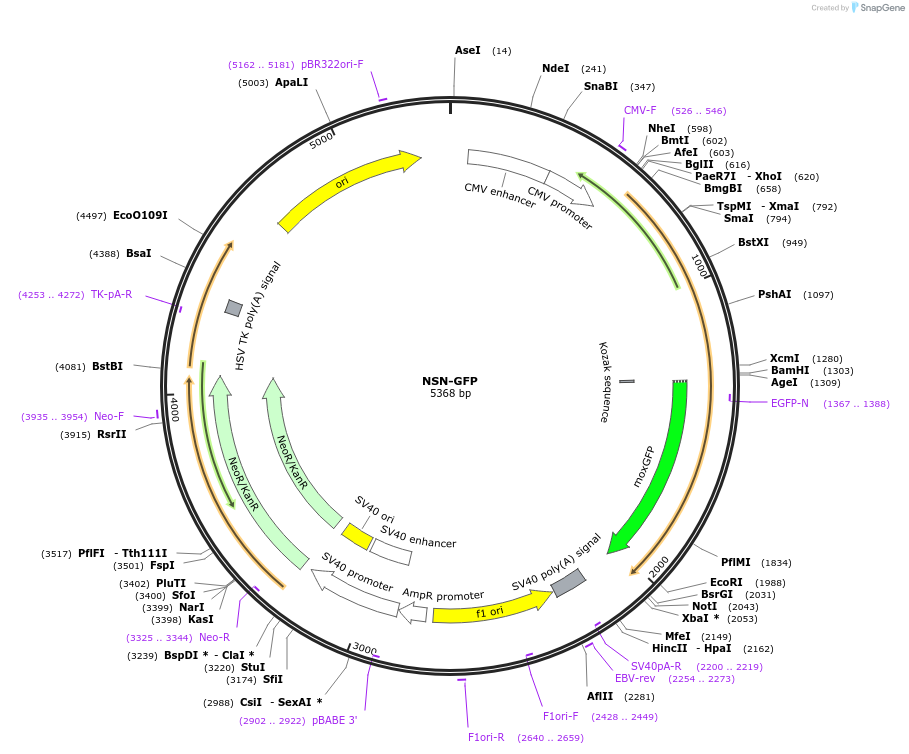 163665-plasmid-map-sequence-id-322798