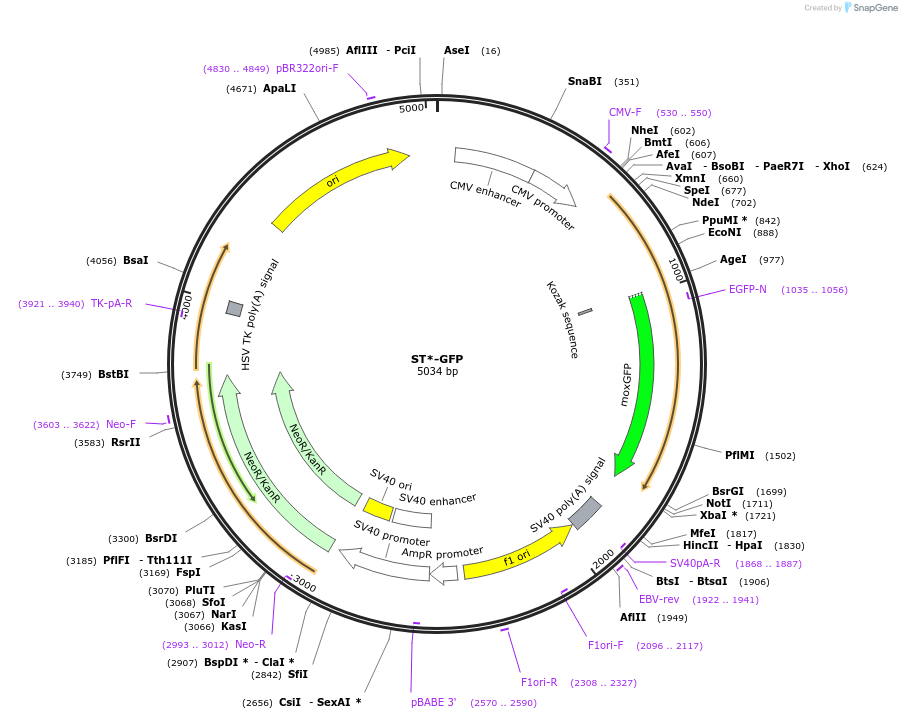 163667-plasmid-map-sequence-id-322800