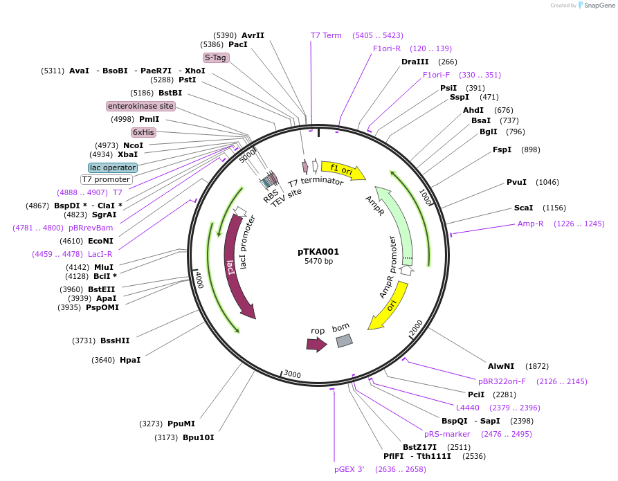 164577-plasmid-map-sequence-id-322802