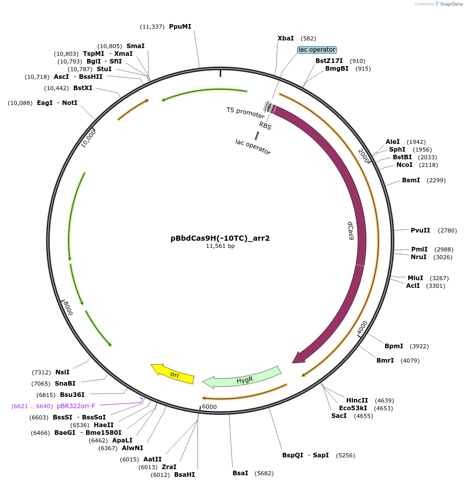 149587-plasmid-map-sequence-id-322803