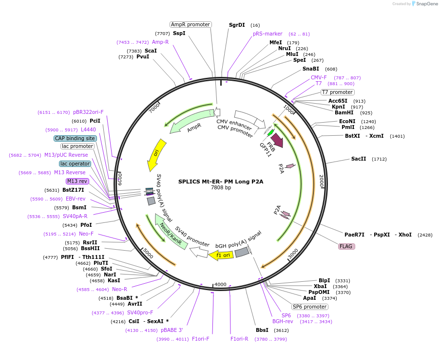 164109-plasmid-map-sequence-id-322810