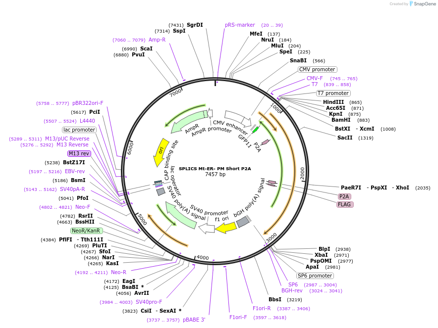 164110-plasmid-map-sequence-id-322811