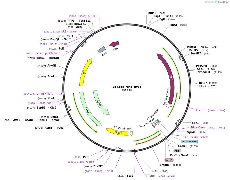 163914-plasmid-map-sequence-id-322812