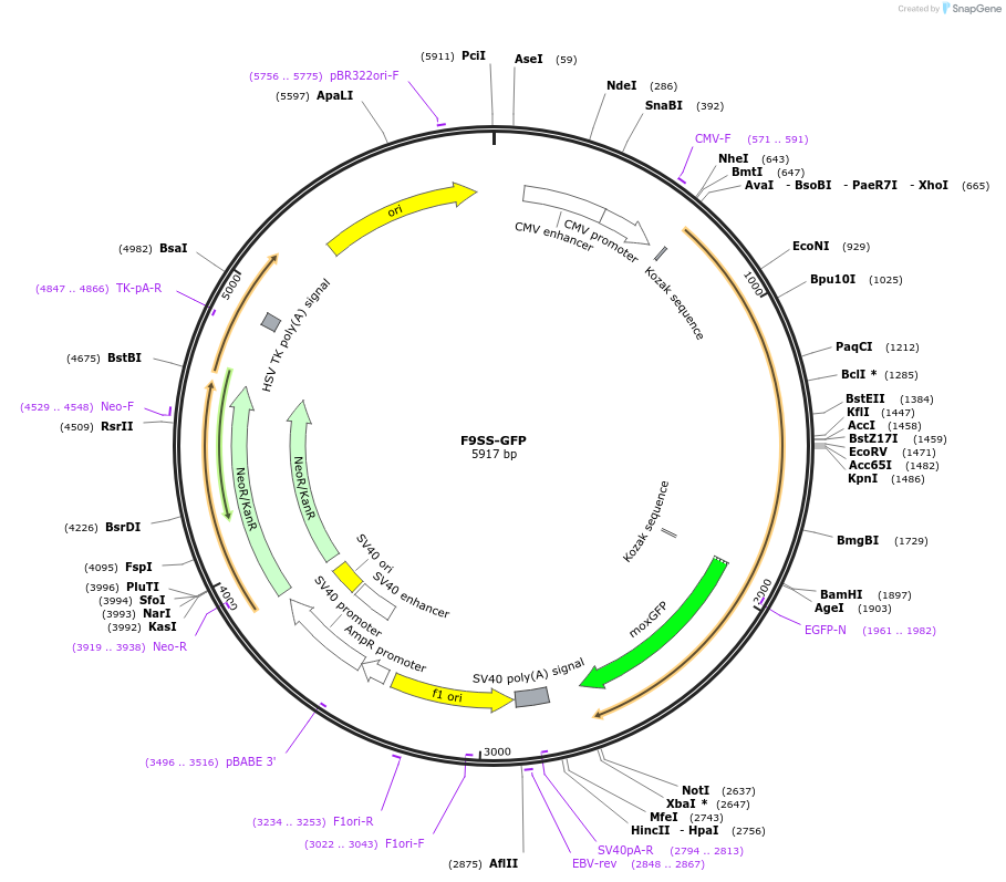 163670-plasmid-map-sequence-id-322816