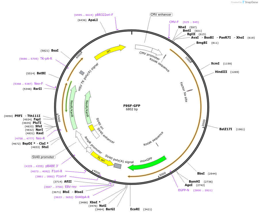 163671-plasmid-map-sequence-id-322817