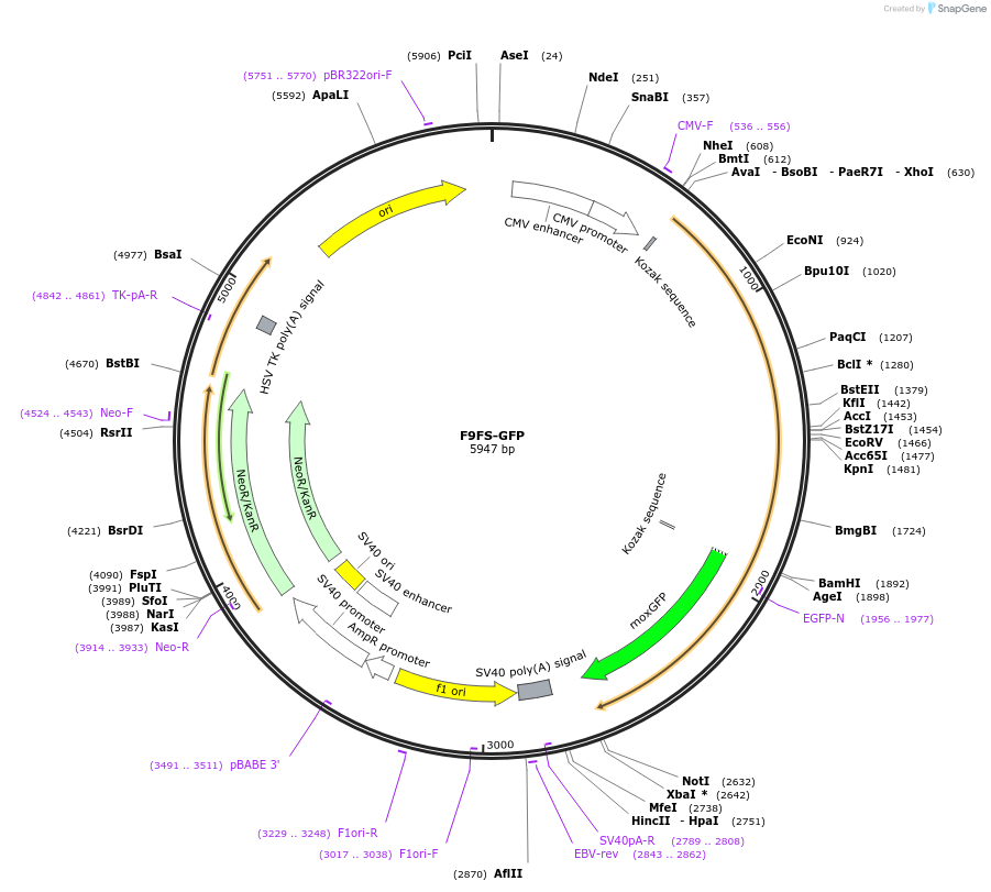 163672-plasmid-map-sequence-id-322818