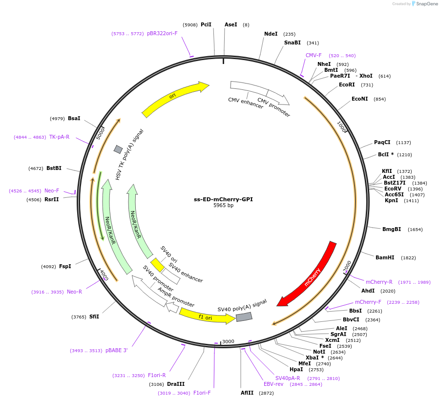 163680-plasmid-map-sequence-id-322820