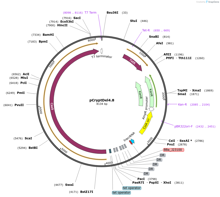 141293-plasmid-map-sequence-id-322822