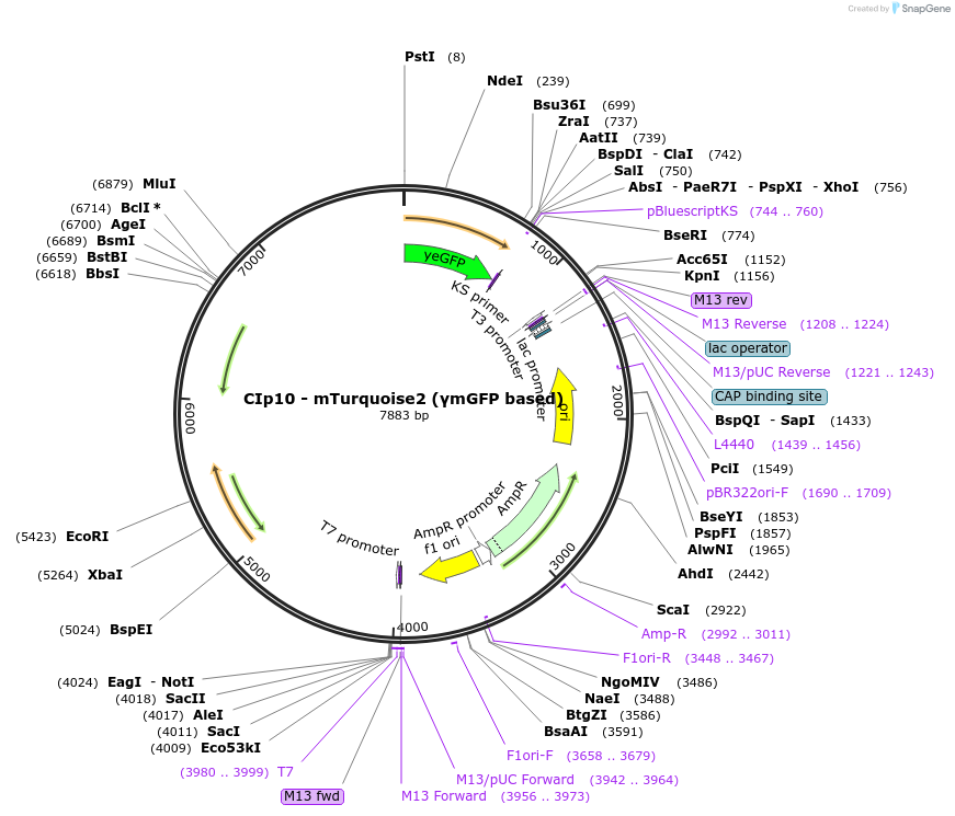 163121-plasmid-map-sequence-id-322823