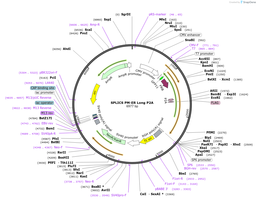 164111-plasmid-map-sequence-id-322825