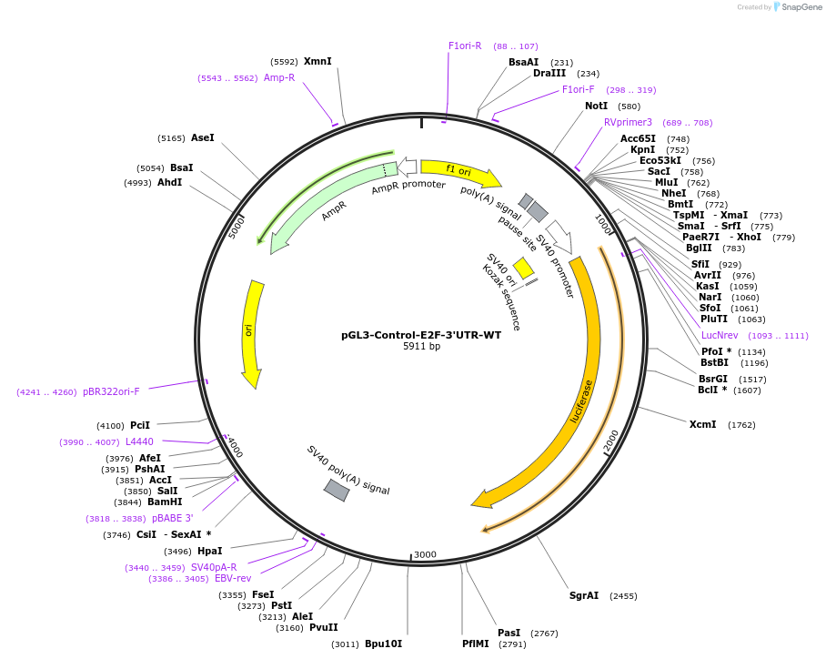 21170-plasmid-map-sequence-id-322827