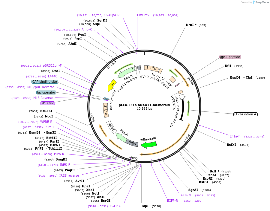 164210-plasmid-map-sequence-id-322829