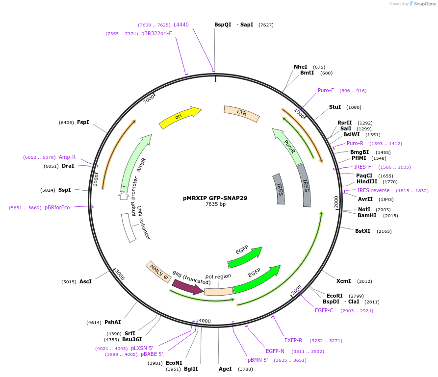45923-plasmid-map-sequence-id-322830