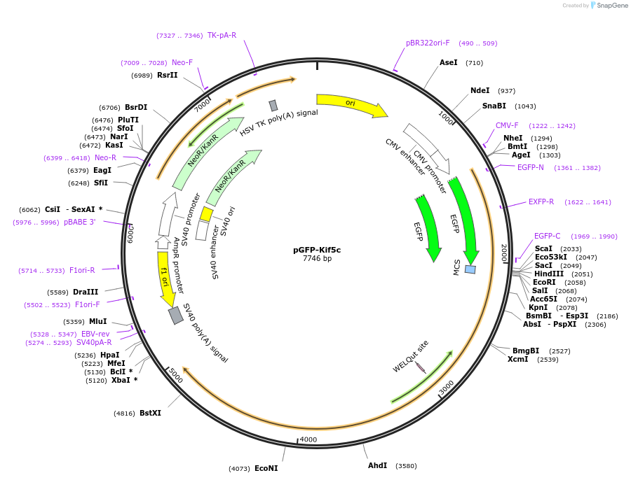71853-plasmid-map-sequence-id-322835