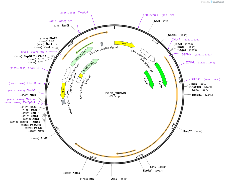 64879-plasmid-map-sequence-id-322836