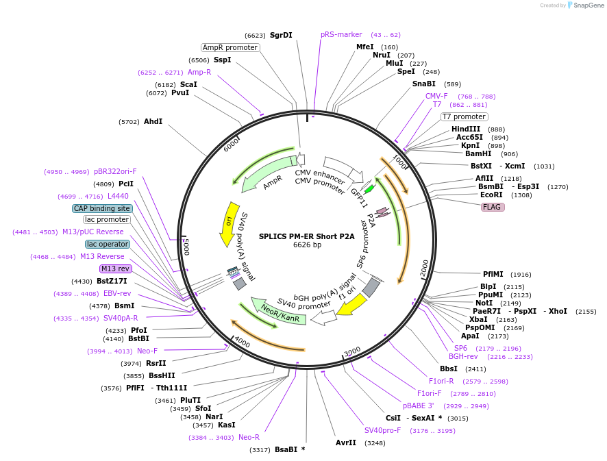 164112-plasmid-map-sequence-id-322838