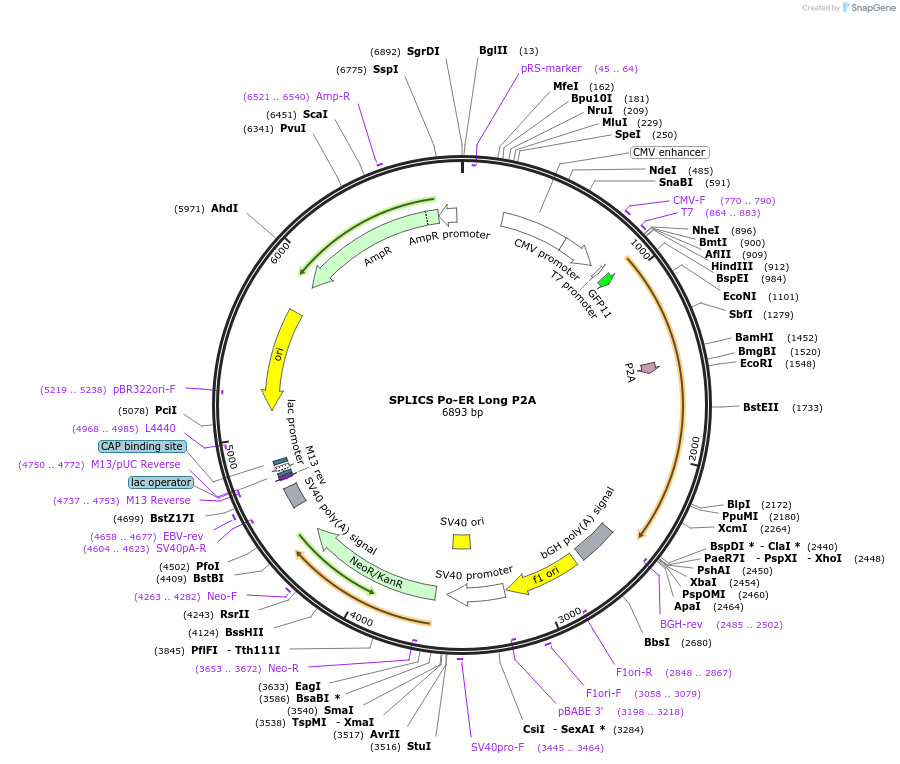 164113-plasmid-map-sequence-id-322839
