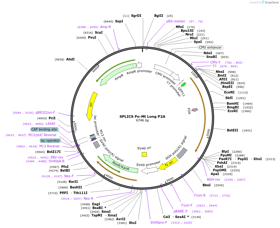 164115-plasmid-map-sequence-id-322850