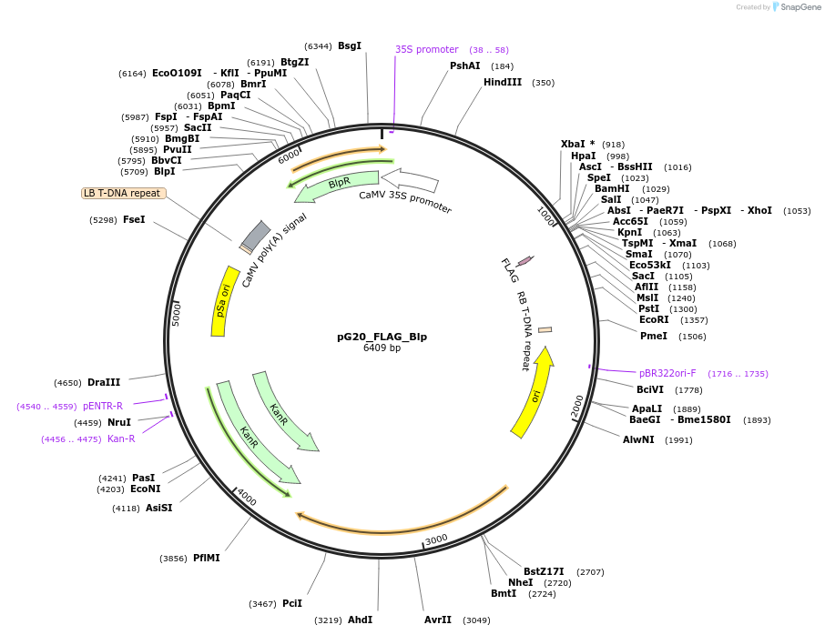 159714-plasmid-map-sequence-id-322858