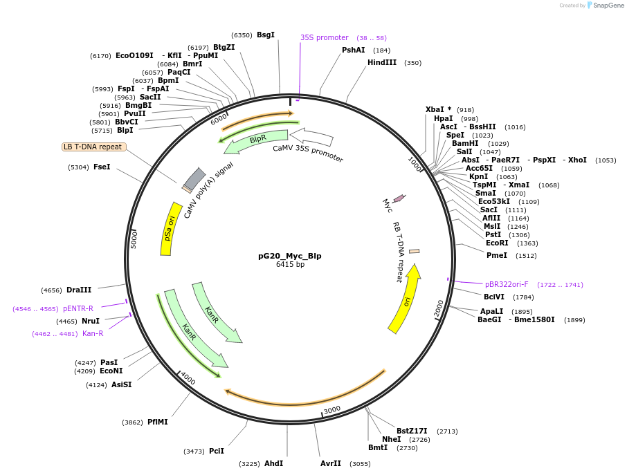 159716-plasmid-map-sequence-id-322859