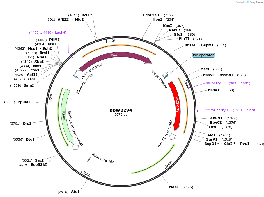 140636-plasmid-map-sequence-id-322865