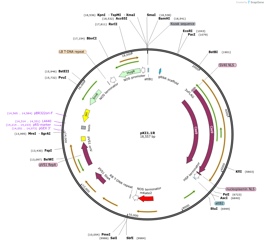 85808-plasmid-map-sequence-id-322878