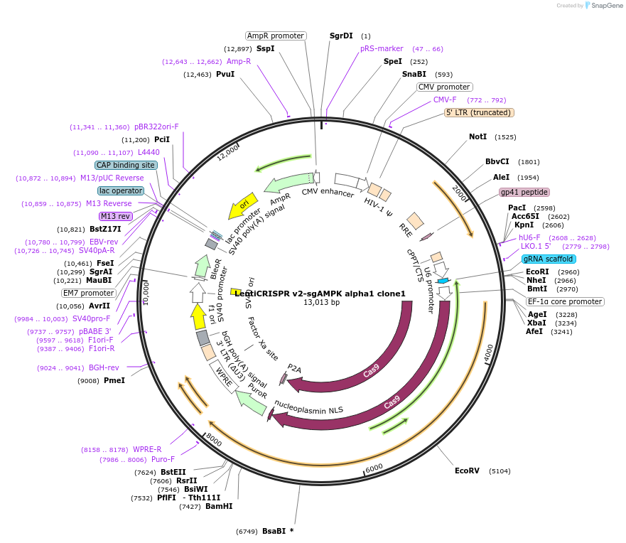 162119-plasmid-map-sequence-id-322879