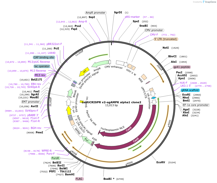 162120-plasmid-map-sequence-id-322881