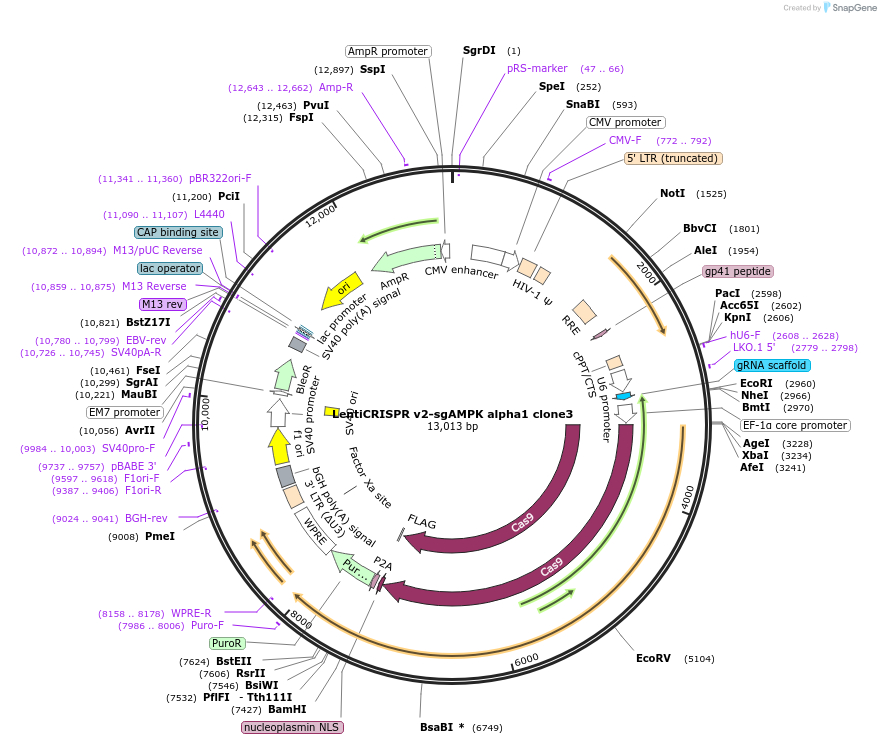 162121-plasmid-map-sequence-id-322883