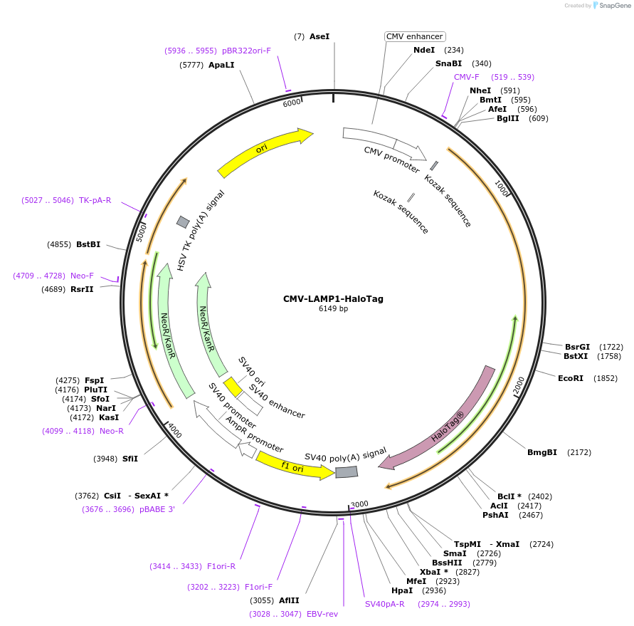 164209-plasmid-map-sequence-id-322892