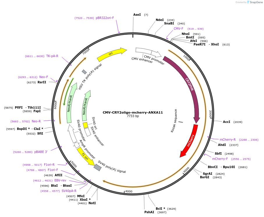 164203-plasmid-map-sequence-id-322894