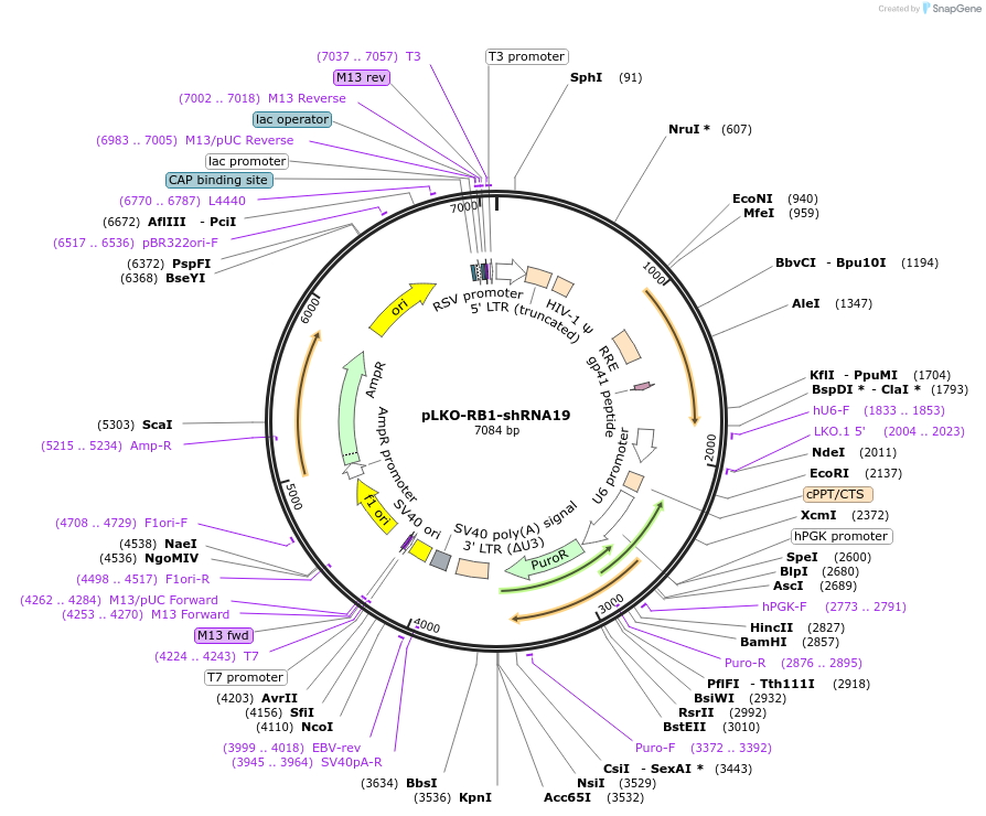 25640-plasmid-map-sequence-id-322905