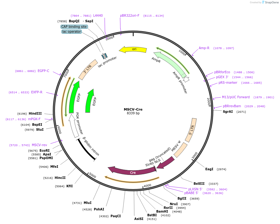 24064-plasmid-map-sequence-id-322907