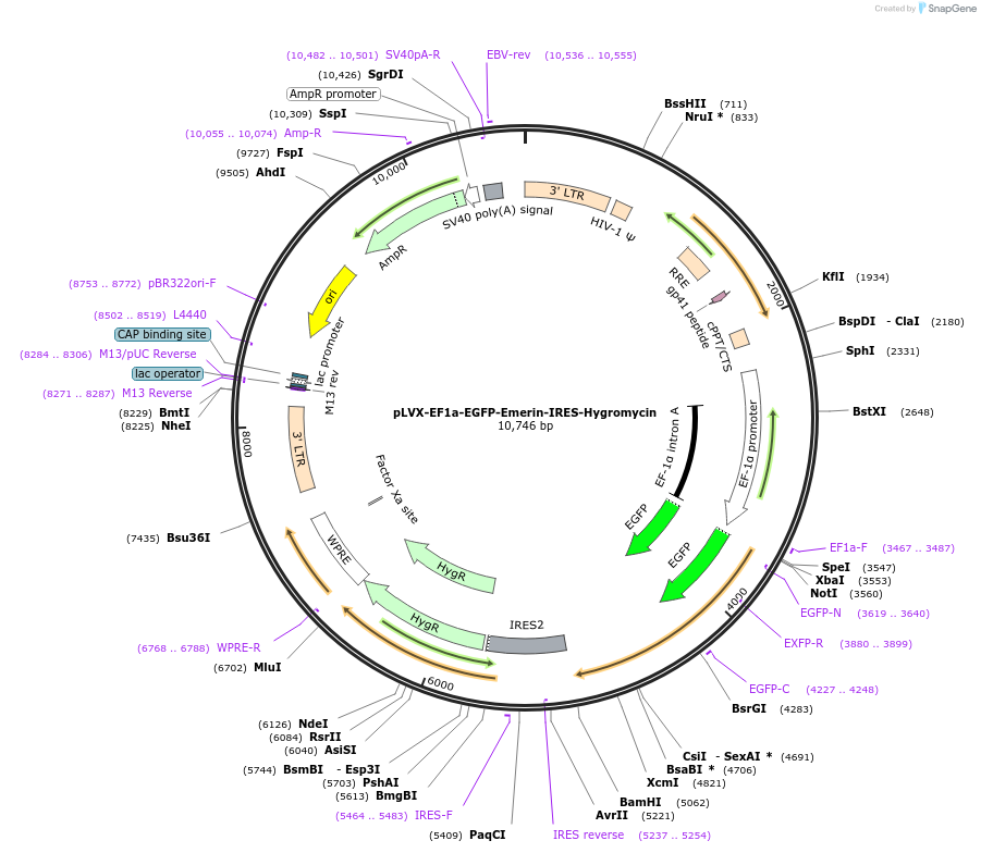134864-plasmid-map-sequence-id-322916