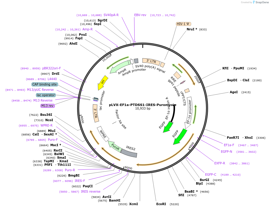 134667-plasmid-map-sequence-id-322917