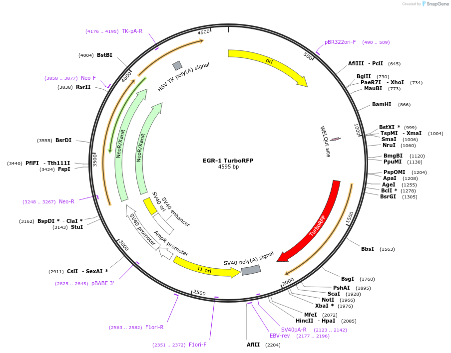 52306-plasmid-map-sequence-id-322920