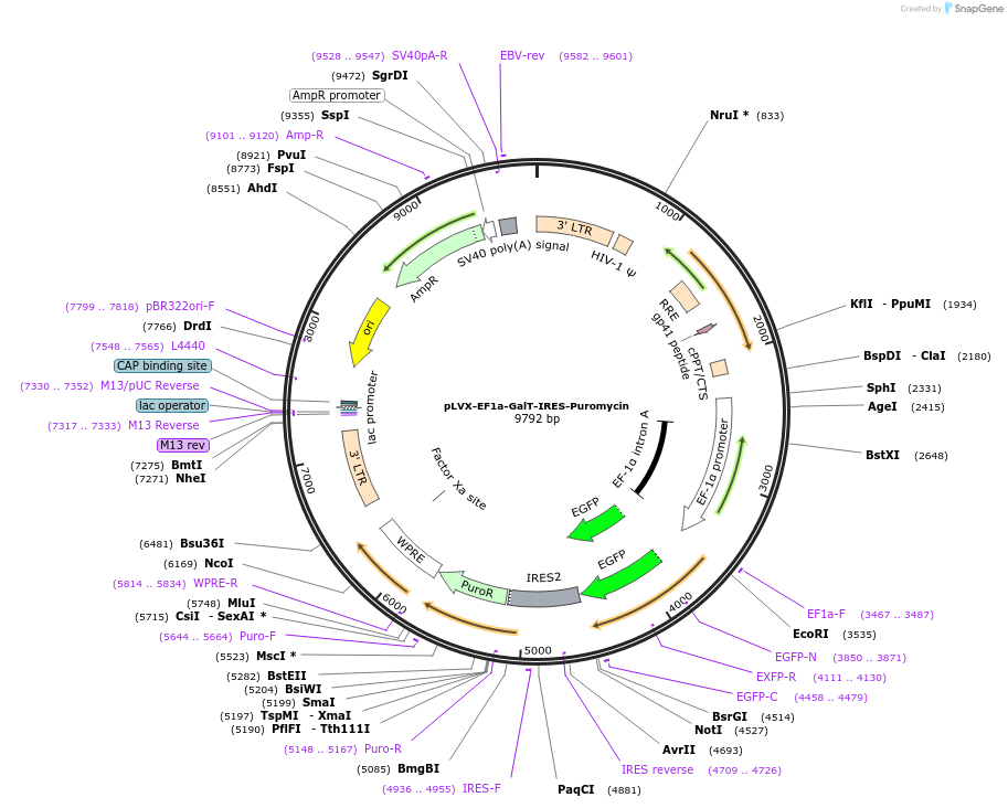 134862-plasmid-map-sequence-id-322923
