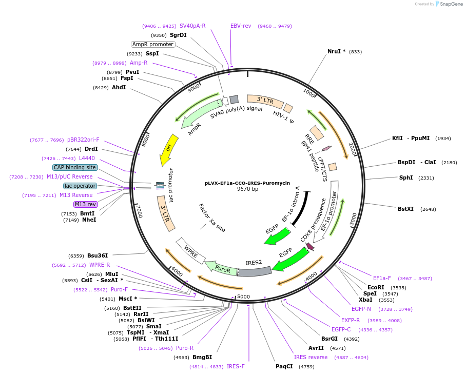 134861-plasmid-map-sequence-id-322924