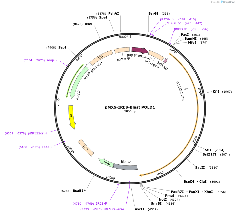 160805-plasmid-map-sequence-id-322925