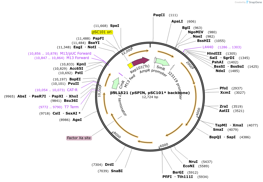 160729-plasmid-map-sequence-id-322926