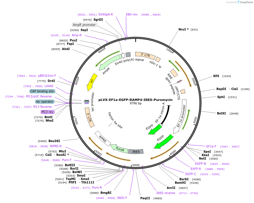 134863-plasmid-map-sequence-id-322927