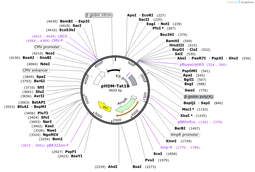 164442-plasmid-map-sequence-id-322929