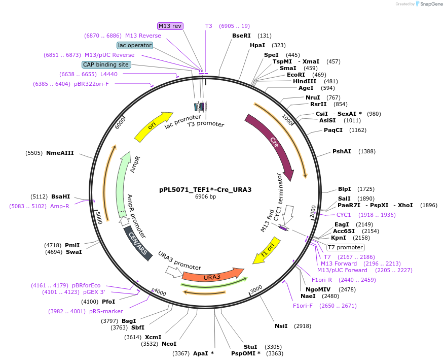 60930-plasmid-map-sequence-id-322938