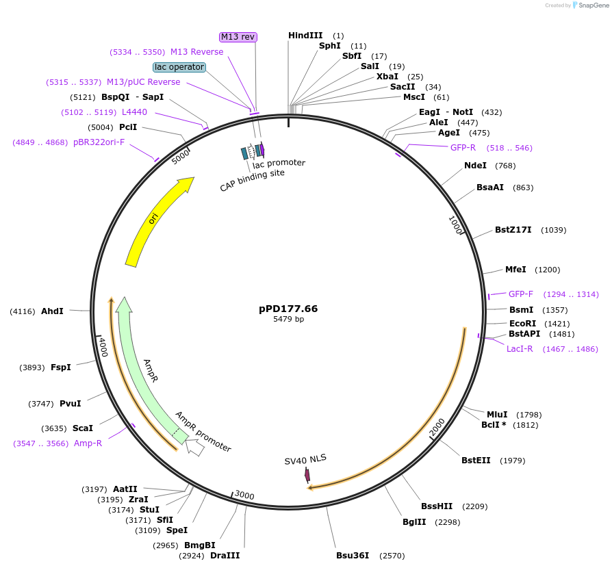 1717-plasmid-map-sequence-id-323